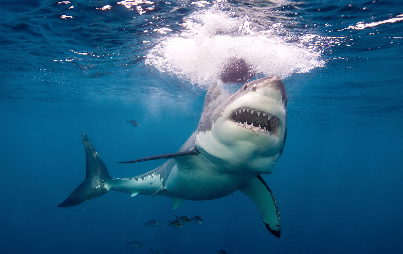 Great White Shark