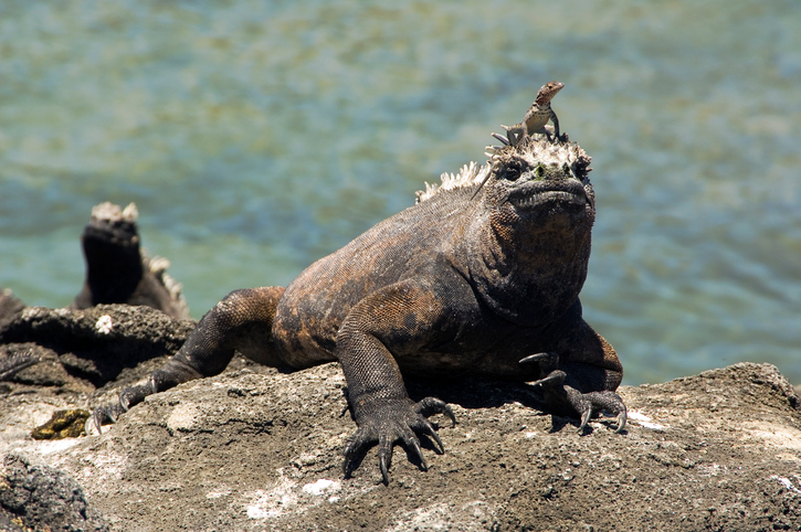 Marine iguana