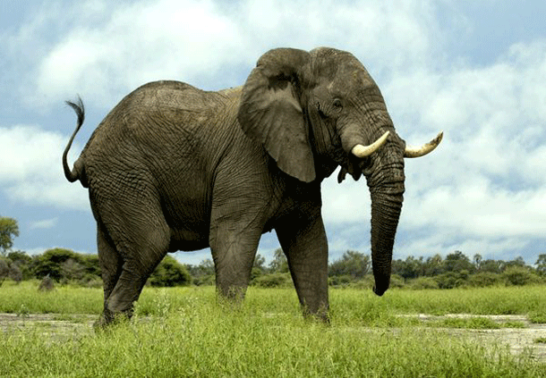 most dangerous animals elephant