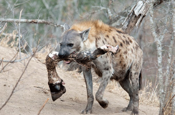 most dangerous animals hyena