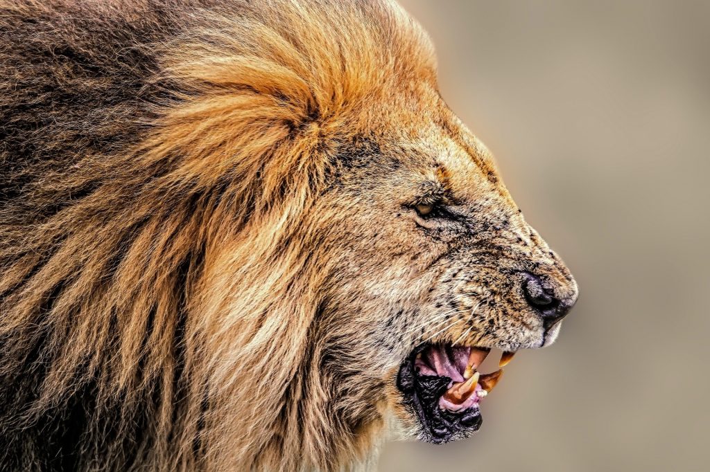 most dangerous animals african lion