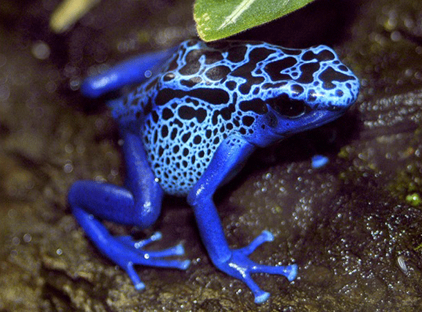 most dangerous animals poisonfrog