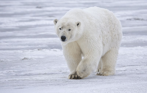 most dangerous animals polarbear