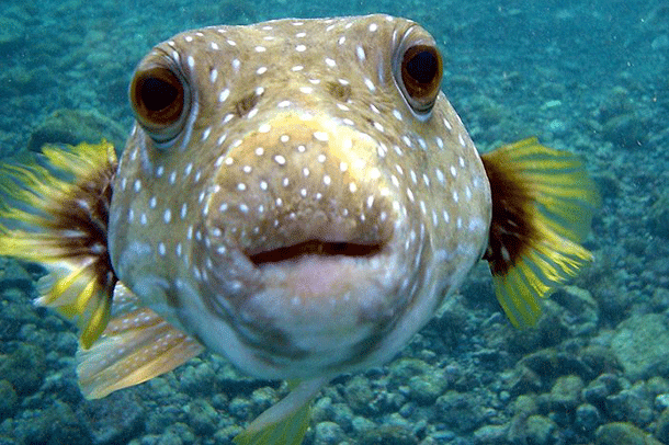 most dangerous animals pufferfish