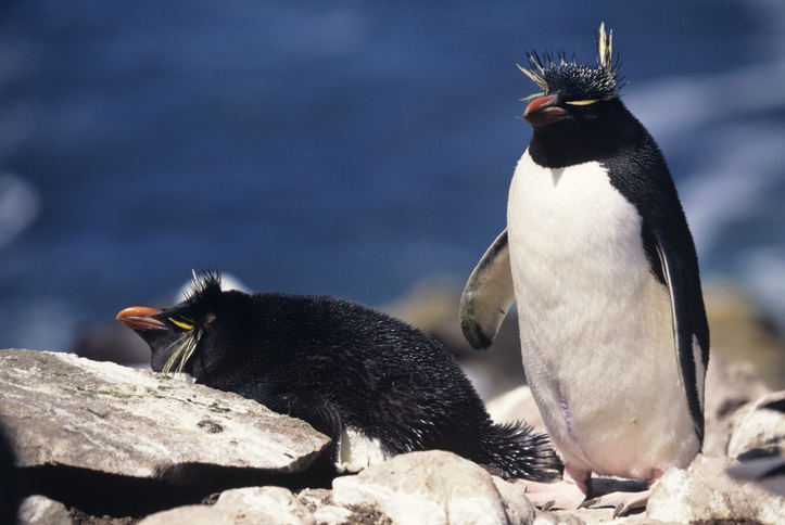 Southern rockhopper penguin