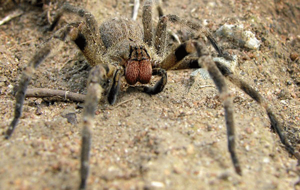 most dangerous animals wanderingspider