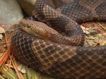 15 Deadliest Snakes from snake kingdom
